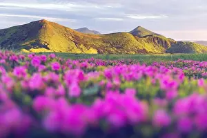 Rhododendron flowers covered mountains meadow in summer time. Purple sunrise light glowing on a foreground. Landscape photography