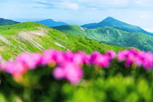 Rhododendron flowers covered mountains meadow in summer time. Purple sunrise light glowing on a foreground. Landscape photography