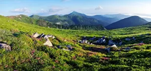 Rhododendron flowers covered mountains meadow in summer time. Purple sunrise light glowing on a foreground. Landscape photography