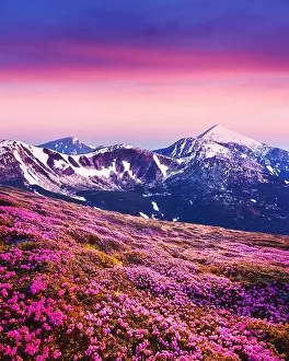 Rhododendron flowers covered mountains meadow in summer time. Purple sunrise light glowing on snowy peaks on background. Landscape photography