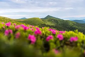 Rhododendron flowers covered mountains meadow in summer time. Purple sunrise light glowing on a foreground. Landscape photography