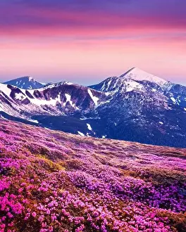 Rhododendron flowers covered mountains meadow in summer time. Purple sunrise light glowing on snowy peaks on background. Landscape photography