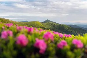 Rhododendron flowers covered mountains meadow in summer time. Landscape photography. Nature background