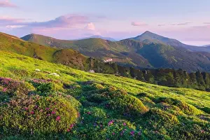 Rhododendron flowers covered mountains meadow in summer time. Pink sunrise light glowing on a foreground. Landscape photography. Nature background