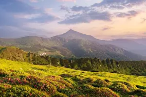 Rhododendron flowers covered mountains meadow in summer time. Purple sunrise light glowing on a foreground. Landscape photography