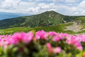 Rhododendron flowers covered mountains meadow in summer time. Purple sunrise light glowing on a foreground. Landscape photography