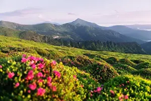 Rhododendron flowers covered mountains meadow in summer time. Purple sunrise light glowing on a foreground. Landscape photography