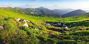 Rhododendron flowers covered mountains meadow in summer time. Purple sunrise light glowing on a foreground. Landscape photography. Panorama
