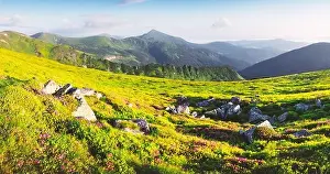 Rhododendron flowers covered mountains meadow in summer time. Beauty sunrise light glowing on a foreground. Landscape photography