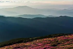 Rhododendron flowers covered mountains meadow in summer time. Purple sunrise light glowing on a foreground. Landscape photography