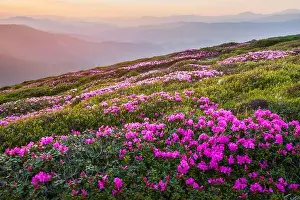 Rhododendron flowers covered mountains meadow in summer time. Purple sunrise light glowing on a foreground. Landscape photography