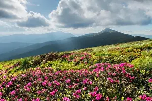 Rhododendron flowers covered mountains meadow in summer time. Beauty sunrise light glowing on a foreground. Landscape photography