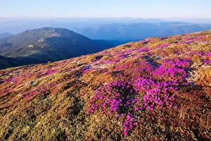 Rhododendron flowers covered mountains meadow in summer time. Purple sunrise light glowing on a foreground. Landscape photography