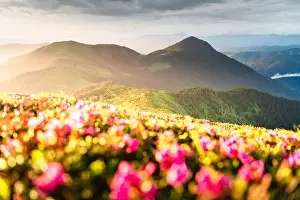 Rhododendron flowers covered mountains meadow in summer time. Orange sunrise light glowing on a foreground. Landscape photography