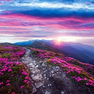 Rhododendron flowers covered mountains meadow in summer time. Purple sunrise light glowing on a foreground. Landscape photography