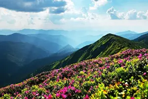 Rhododendron flowers covered mountains meadow in summer time. Orange sunrise light glowing on a foreground. Landscape photography