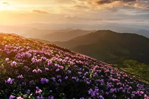 Rhododendron flowers covered mountains meadow in summer time. Orange sunrise light glowing on a foreground. Landscape photography