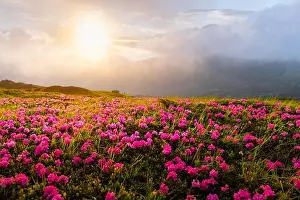 Rhododendron flowers covered mountains meadow in summer time. Orange sunrise light glowing on a foreground. Landscape photography