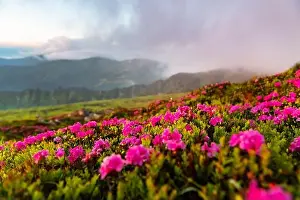 Rhododendron flowers covered mountains meadow in summer time. Orange sunrise light glowing on a foreground. Landscape photography