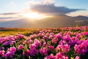 Rhododendron flowers covered mountains meadow in summer time. Orange sunrise light glowing on a foreground. Landscape photography