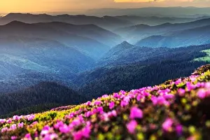 Rhododendron flowers covered mountains meadow in summer time. Orange sunrise light glowing on a foreground. Landscape photography