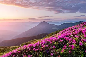 Rhododendron flowers covered mountains meadow in summer time. Orange sunrise light glowing on a foreground. Landscape photography