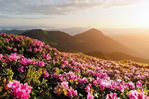 Rhododendron flowers covered mountains meadow in summer time. Orange sunrise light glowing on a foreground. Landscape photography