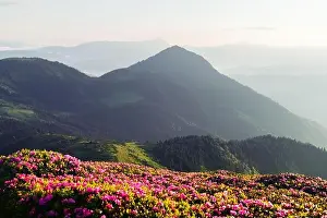 Rhododendron flowers covered mountains meadow in summer time. Orange sunrise light glowing on a foreground. Landscape photography