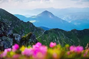 Rhododendron flowers covered mountains meadow in summer time. Orange sunrise light glowing on a foreground. Landscape photography