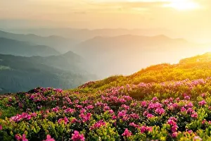 Rhododendron flowers covered mountains meadow in summer time. Orange sunrise light glowing on a foreground. Landscape photography