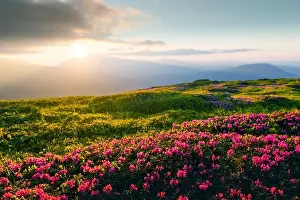 Rhododendron flowers covered mountains meadow in summer time. Orange sunrise light glowing on a foreground. Landscape photography