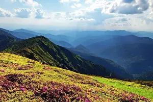 Rhododendron flowers covered mountains meadow in summer time. Orange sunrise light glowing on a foreground. Landscape photography