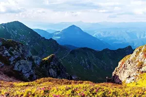 Rhododendron flowers covered mountains meadow in summer time. Orange sunrise light glowing on a foreground. Landscape photography