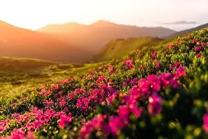 Rhododendron flowers covered mountains meadow in summer time. Orange sunrise light glowing on a foreground. Landscape photography