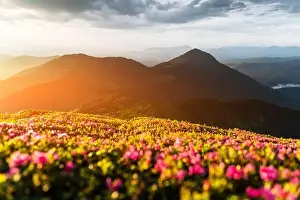 Rhododendron flowers covered mountains meadow in summer time. Orange sunrise light glowing on a foreground. Landscape photography