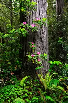 Rhododendron Prints: rhododendron flowers rhododendrons flower redwood trunk del norte coastal redwoods forest dense growth flowering