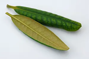 Rhododendron (Rhododendron sp) Leaves rolled up due to frost studio picture