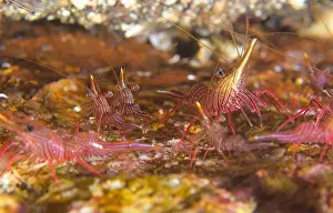 Marine Habitat Prints: Rhynchocinetes durbanensis - Durban hinge-beak prawns