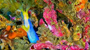 Animal Behaviour Prints: Ribbon Eel, Rhinomuraena quaesita