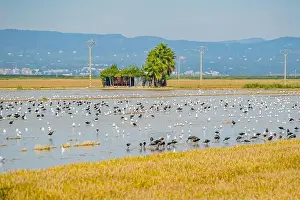 Flock Of Birds Prints: A rice field after harvest with a lot of birds at the delta de Ebro in Catalunya, Spain