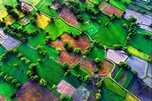 Resolution Prints: Rice field in mekong delta, An Giang, Vietnam. Ta Pa rice field