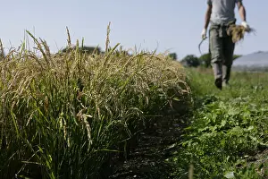People In The Background Prints: Rice harvest