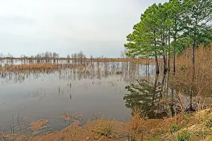 South Carolina Prints: Former Rice Patties Now a Wildlife Refuge in the Ernest F