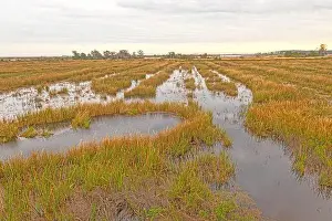 Ecotravel Prints: Former Rice Plantation That is Now a Wildlife Refuge at the Santee Wildlife Refuge in South Carolina