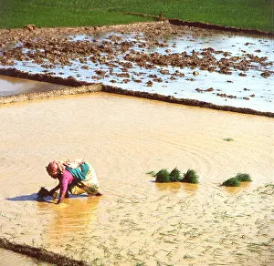 Beds Prints: Rice planting in India