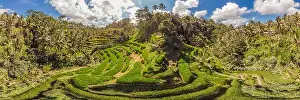 Rice Field Prints: Rice Terrace Aerial Shot. Image of beautiful terrace rice field