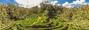 Rice Fields Prints: Rice Terrace Aerial Shot. Image of beautiful terrace rice field