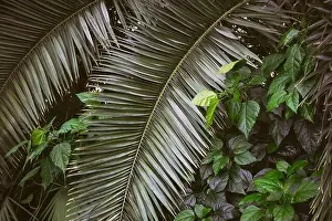 Jungles Prints: Rich green leaves and palm fronds create a lush backdrop