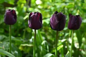 Spring Flowers Prints: Rich purple, almost black spring flowers of Triumph tulip