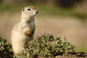 Interested Prints: A Richardsons ground squirrel near the town of Drumheller in Alberta, Canada